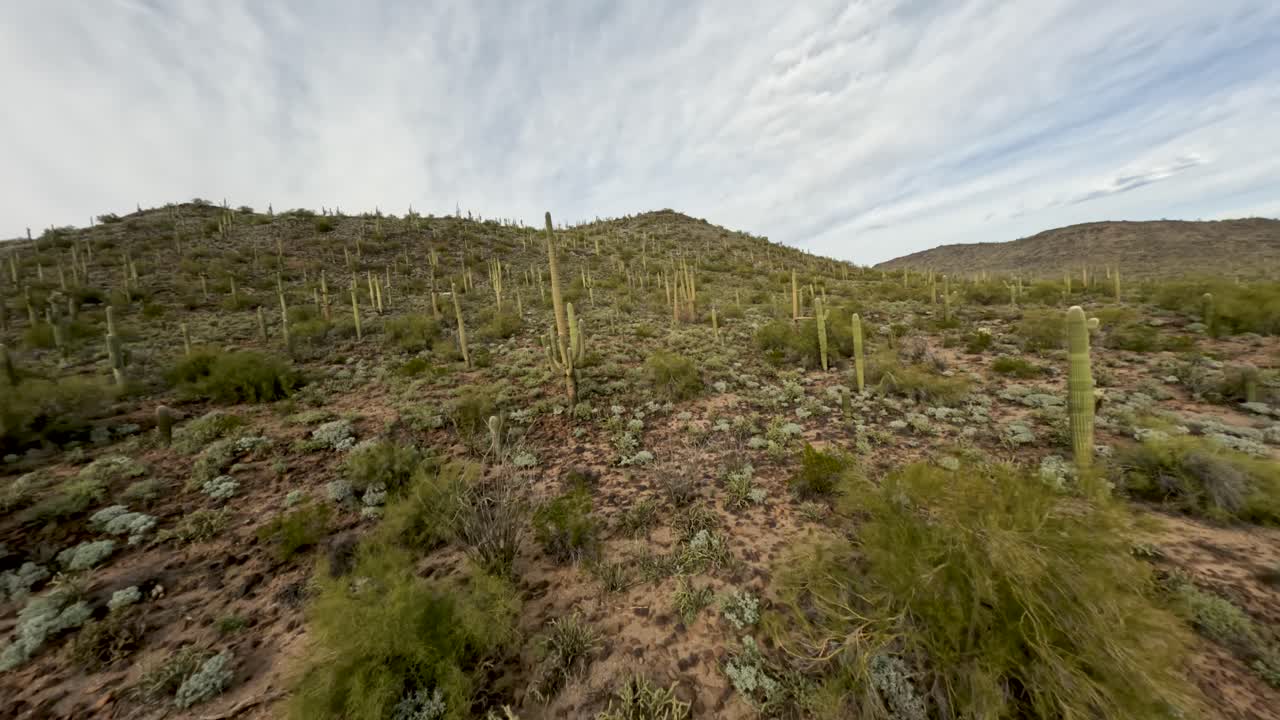 un campo lleno de cactus gigantes.