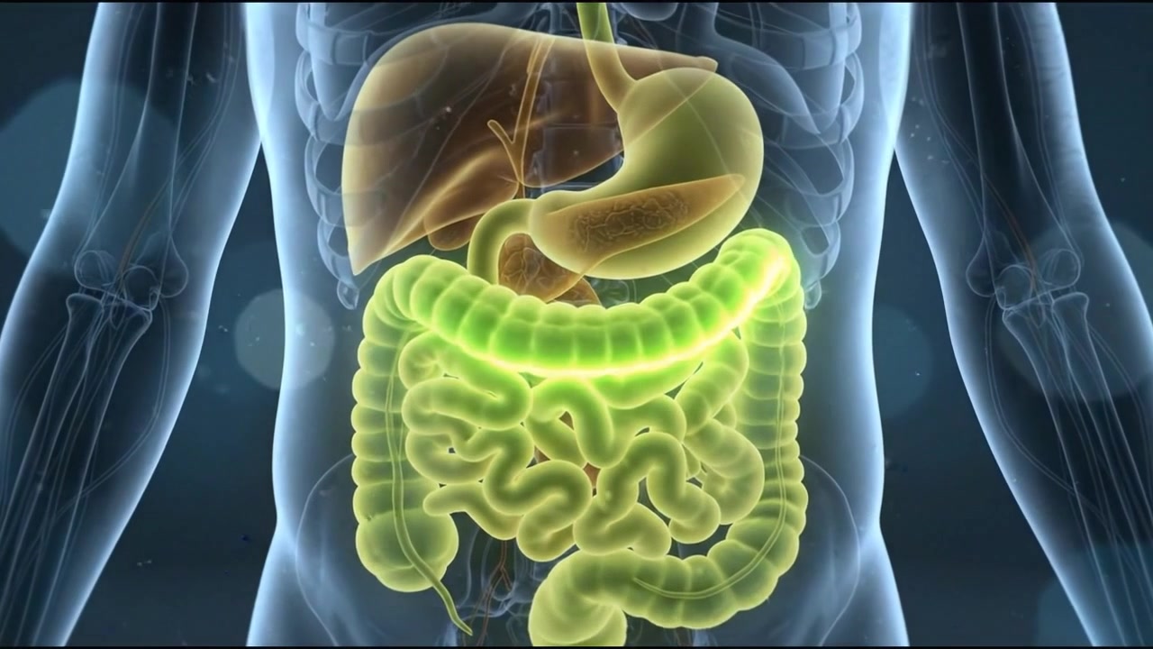 High technology front human silhouette with a bright organ highlighted in the abdomen