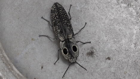 an eyed click beetle examines the interior of a metal bowl with his antennae and mandibles