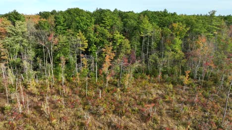 Destrucción-De-Bosques-En-Nueva-Inglaterra