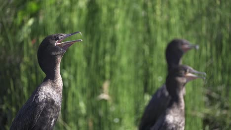 close view of three neotropic cormorants gular fluttering to cool off