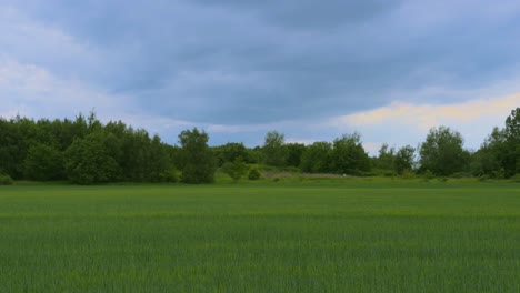 windy green field on summer day