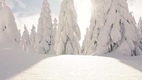 Toma-Cinematográfica-De-árboles-De-Coníferas-Cubiertos-De-Nieve-Extrema-Y-Paisaje-Montañoso-Durante-El-Día-Soleado-En-Invierno