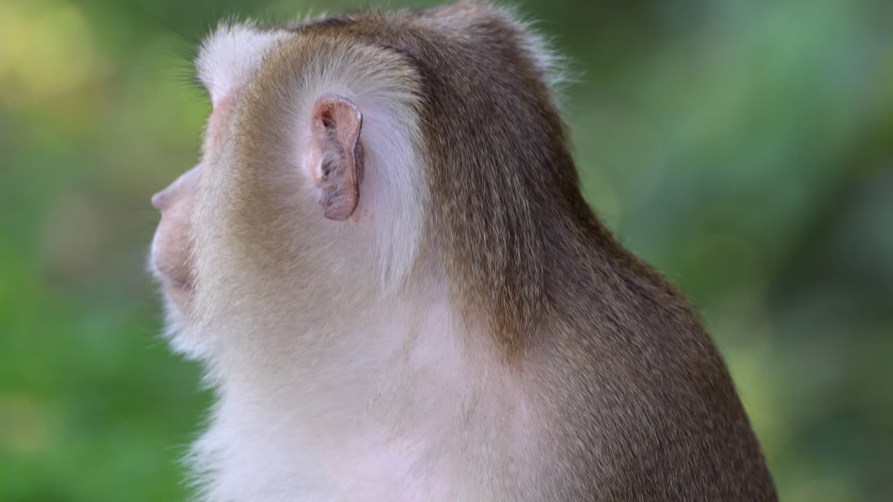 마카크는 머리를 돌리고 주변 환경을 주의 깊게 스캔합니다.