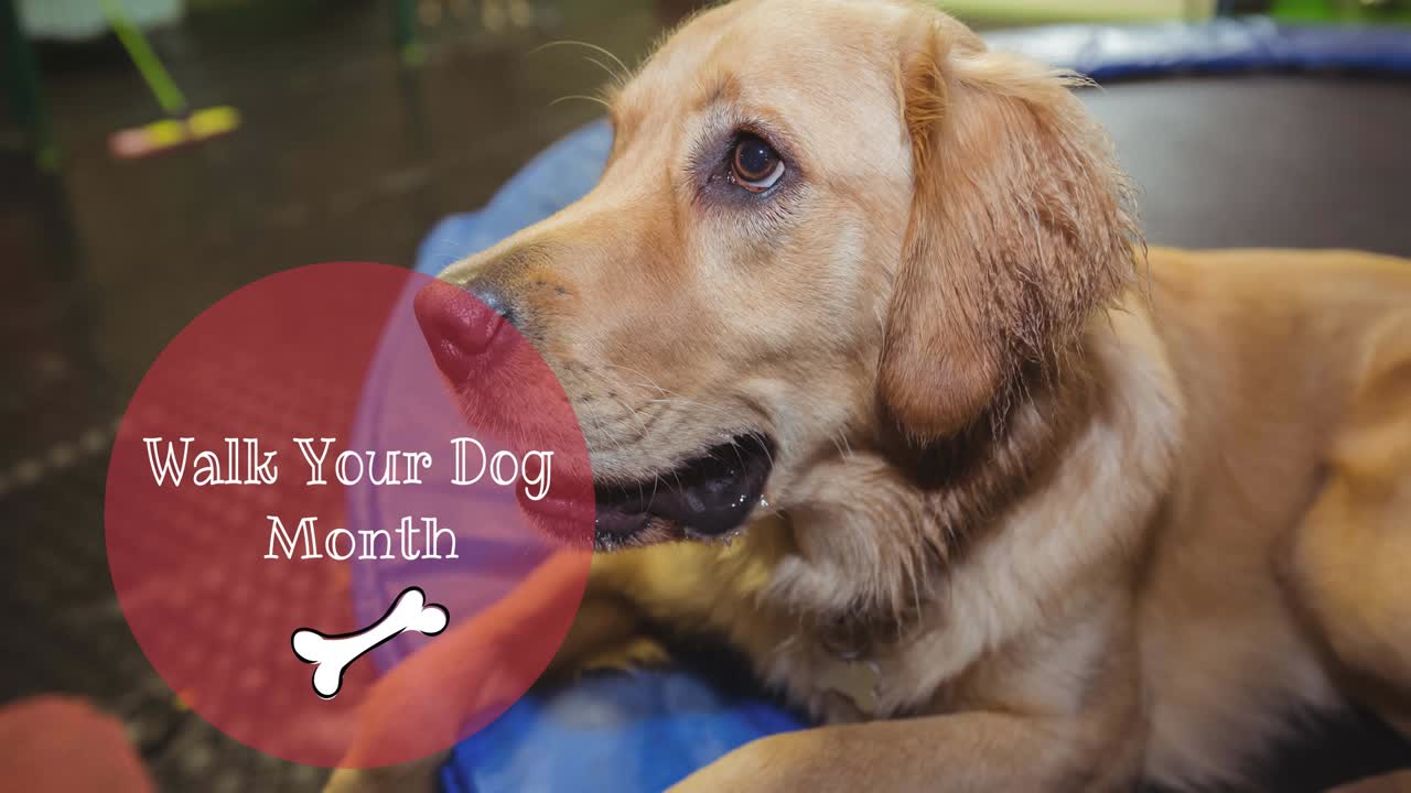 animación de pasear a su perro mes texto con hueso, más de golden retriever perro mascota mirando hacia arriba