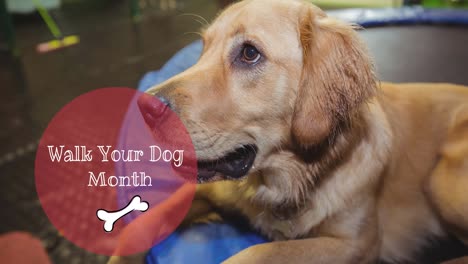 animación de pasear a su perro mes texto con hueso, más de golden retriever perro mascota mirando hacia arriba