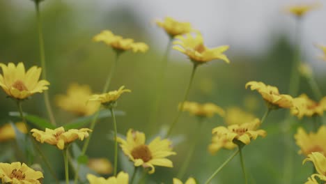 close up of bright wild yellow daises in meadowland daytime focus rack