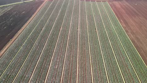 drone-aerial-view-from-above.-Hawaii-farms