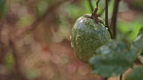 Passion-fruit-growing-on-the-vine-on-an-organic-farm---isolated-static