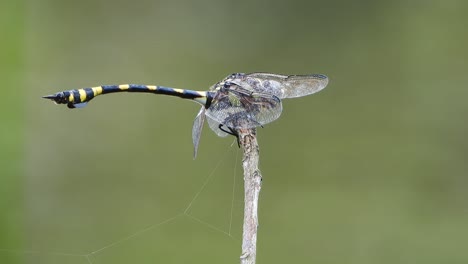 libélula tigre en estanque.