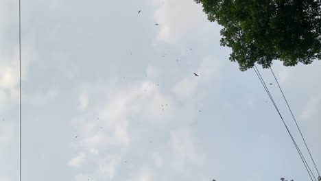 eagles and hawks circle high in the blue sky, displaying their majestic flight and predatory nature