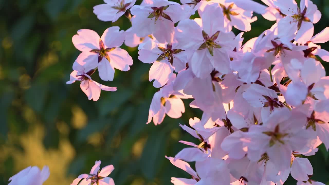 Close-up video of delicate pink flowers in soft focus, captured at eye level