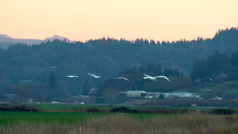 six wild trumpeter swans in flight over a snohomish valley field in washington state at sunset