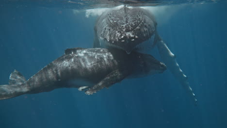 ballenas jorobadas descansando en las zonas tropicales de cría de vava'u tonga, vista submarina súper de cerca de la madre abrazando al ternero con amor y cuidado