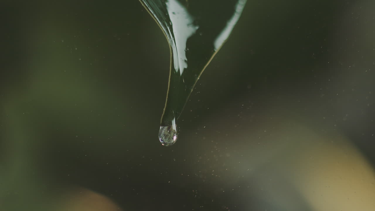 капля воды на лист