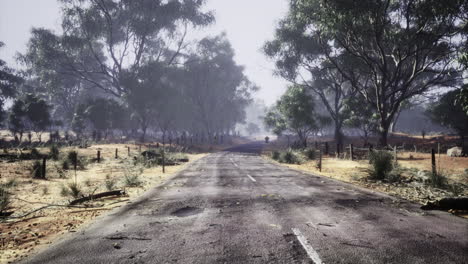 quiet dirt road stretching through eucalyptus trees in remote landscape