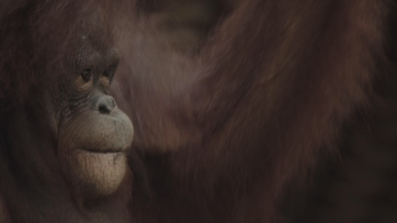 el orangután se balancea a través de las ramas superiores en el dosel, en el bosque