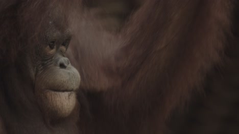 Orangutan-swings-through-top-branches-in-canopy,-in-forest