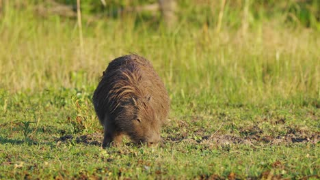 Capibara-Madre-Embarazada,-Hydrochoerus-Hydrochaeris-Forrajeando-Y-Pastando-En-El-Suelo-De-Izquierda-A-Derecha-En-Un-Campo-De-Hierba-Abierto-En-Los-Humedales-De-Ibera,-Región-Natural-Del-Pantanal,-Tiro-De-Vida-Silvestre-De-Cerca