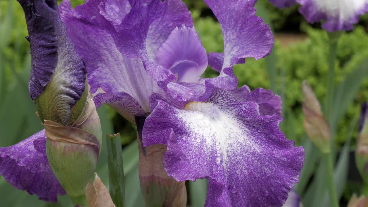 Levendige paarse irisbloemen bloeiend in een rustige tuinomgeving.