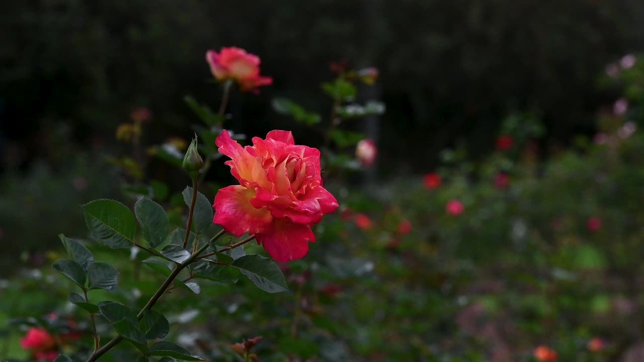 rosa china dentro de tropicario, jardines botánicos de bogotá, colombia