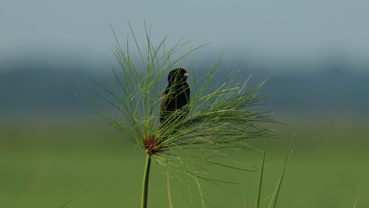 Wide shot of a widowbird perched on a plant before flying off. Filmed while taking a river cruise in Chobe National Park. Blurred background