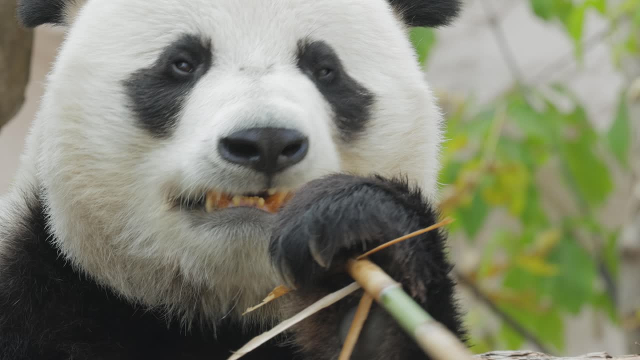 el panda gigante (ailuropoda melanoleuca) también conocido como el oso panda o simplemente el panda, es un oso nativo del sur de china central.