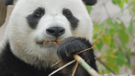 Der-Große-Panda-(Ailuropoda-Melanoleuca),-Auch-Pandabär-Oder-Einfach-Panda-Genannt,-Ist-Ein-Im-Süden-Zentralchinas-Beheimateter-Bär.