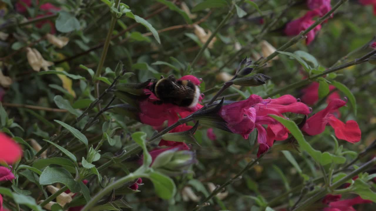 Panoramica al rallentatore di un bombo che striscia su un fiore rosa brillante in giardino mentre il vento soffia