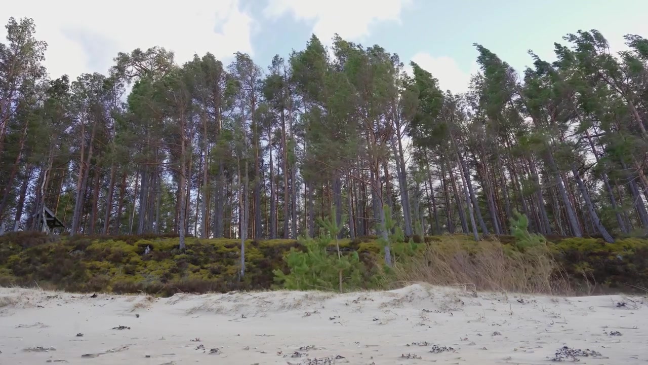 Pine trees growing on sandy coastal dunes above beach under cloudy sky in scenic wild nature landscape environment.