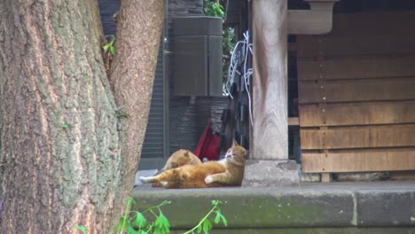 close-up cats playing with each other in the shrine