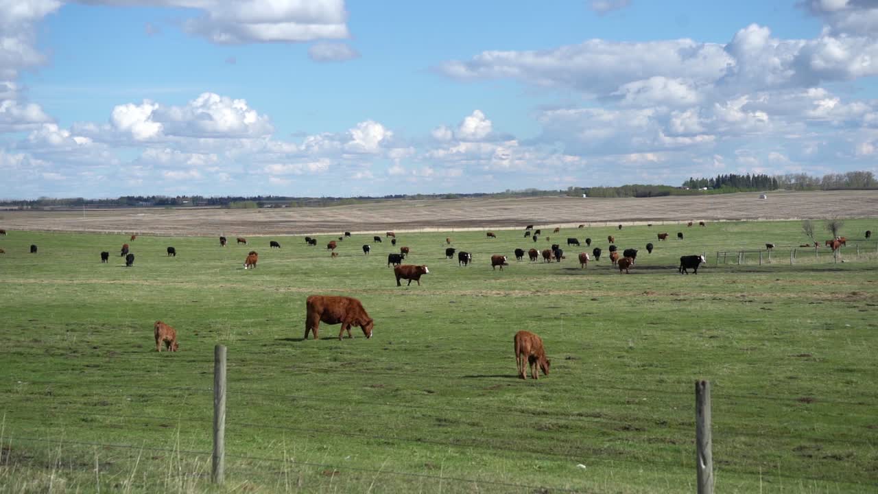 hermoso paisaje de cría de ganado en un pasto de alberta, canadá