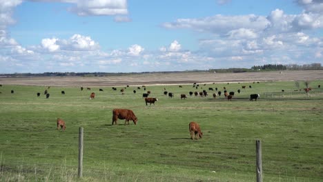 Beautiful-landscape-of-cattle-breeding-in-a-pasture-of-Alberta,-Canada