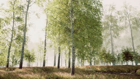 bosque de abedul brumoso a la luz del sol de la mañana