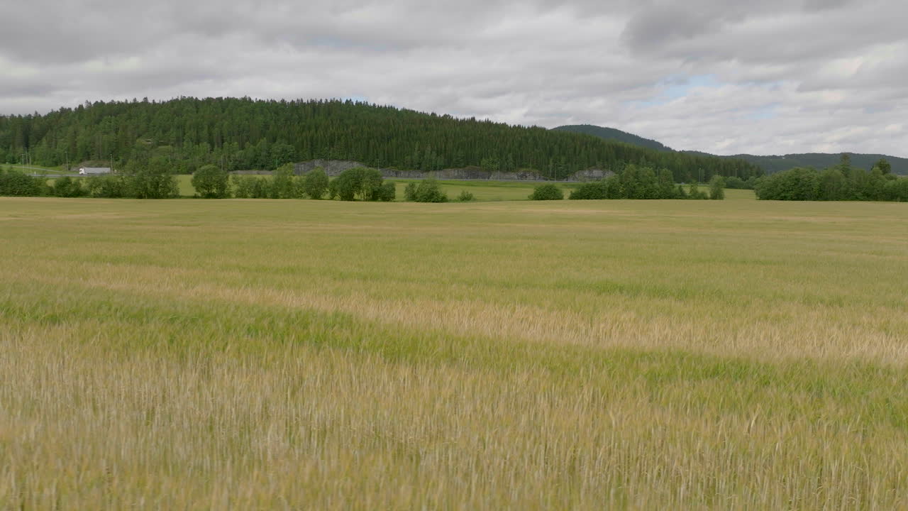 vista panorámica del paisaje del campo de trigo