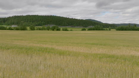 panning view of wheat field landscape