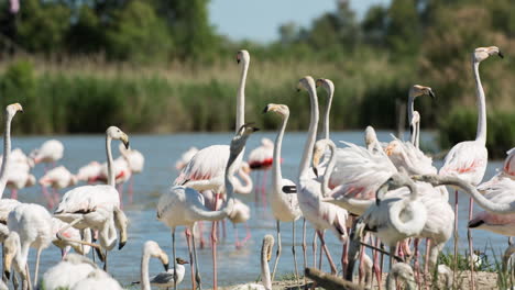 flamingos in shallow delta water in winter