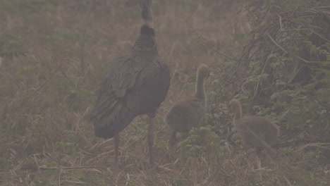 southern screamer bird and chicks walking on grass in pantanal brazil during wildfires, smoky image