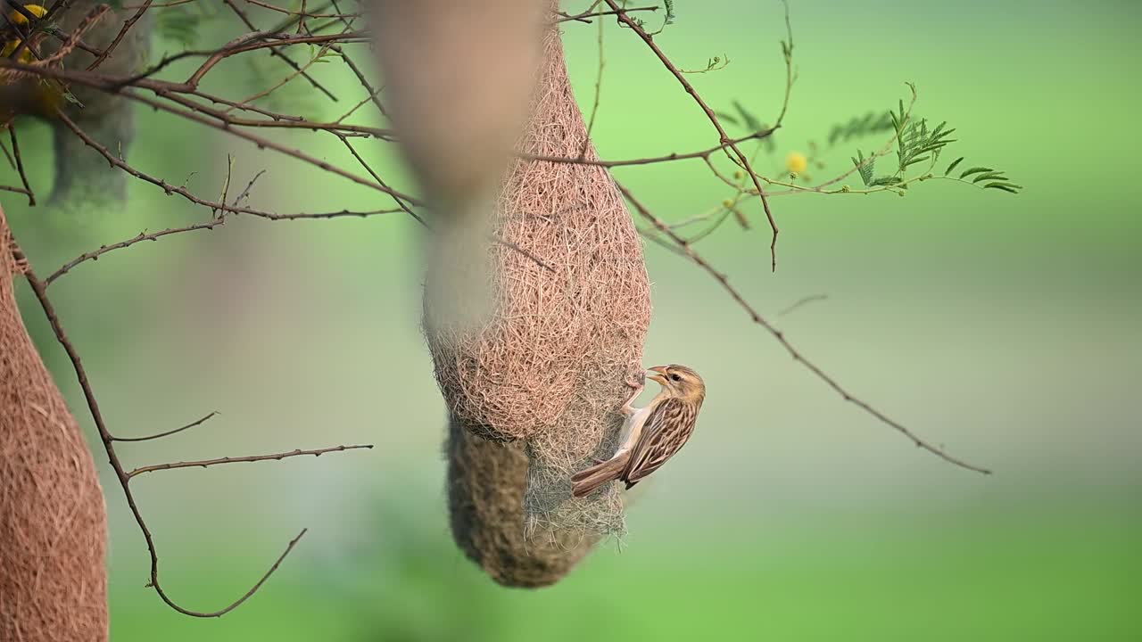 Closeup of female baya weaver perched at nest entrance before entering
