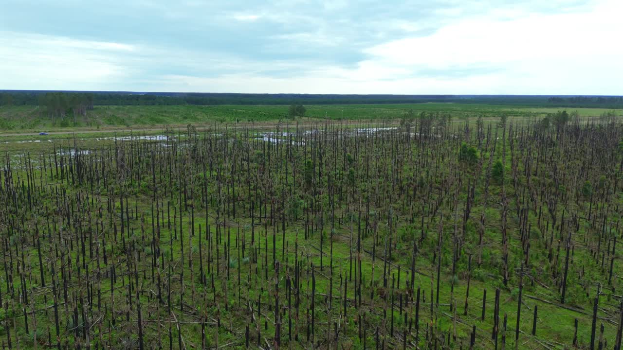 Aerial orbiting over a forest recovering from wildfire, showing green regrowth and charred remnants, flooded areas and green lush over an overcast sky