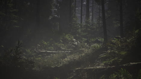 misty forest scene