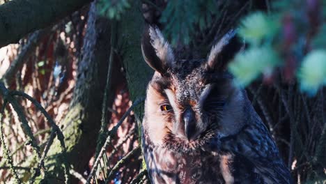 portrait of sleepy long eared owl resting on conifer tree in the forest - wildlife