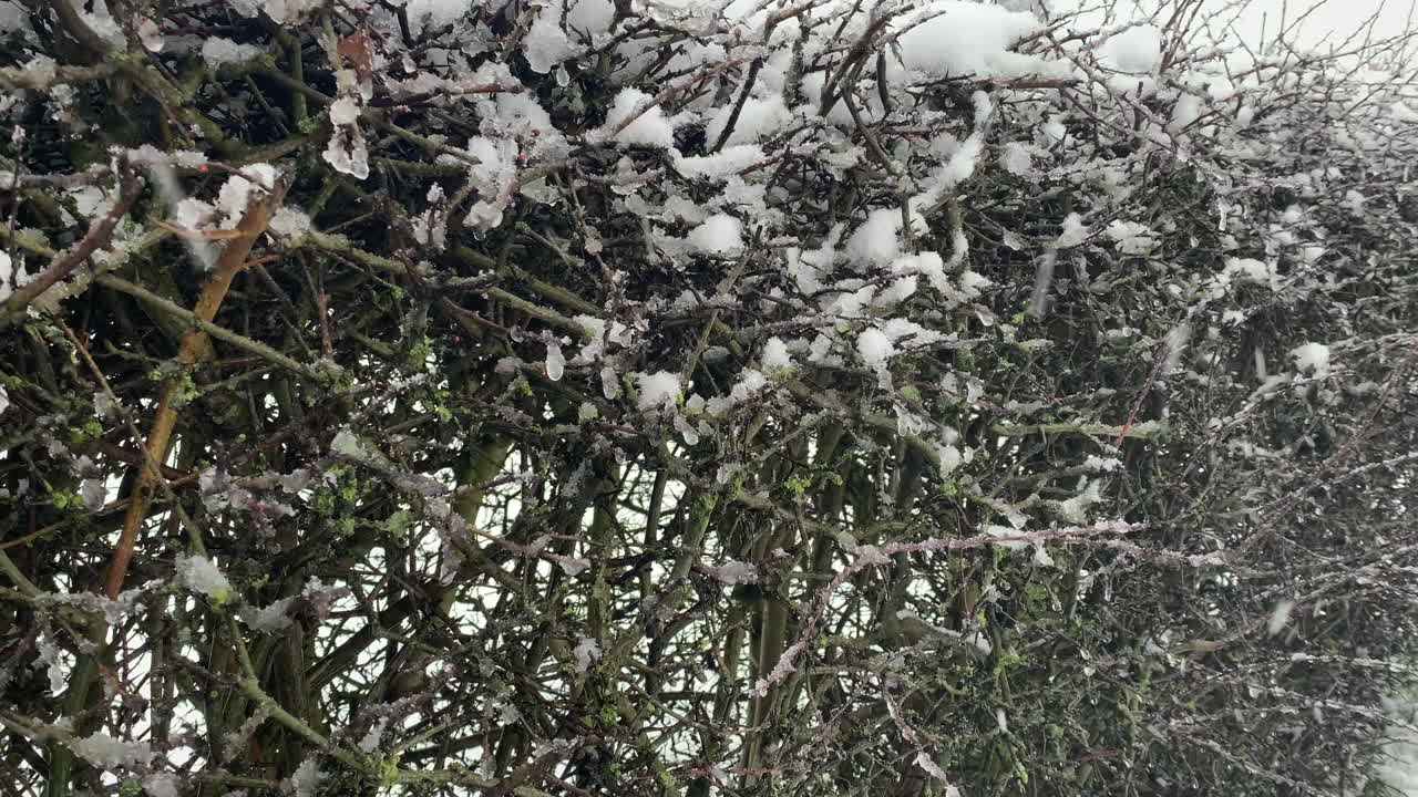 눈 속의 가시덤불