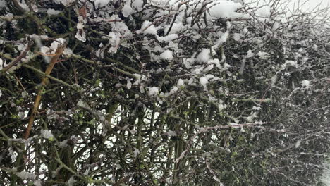 a thorn bush in the snow