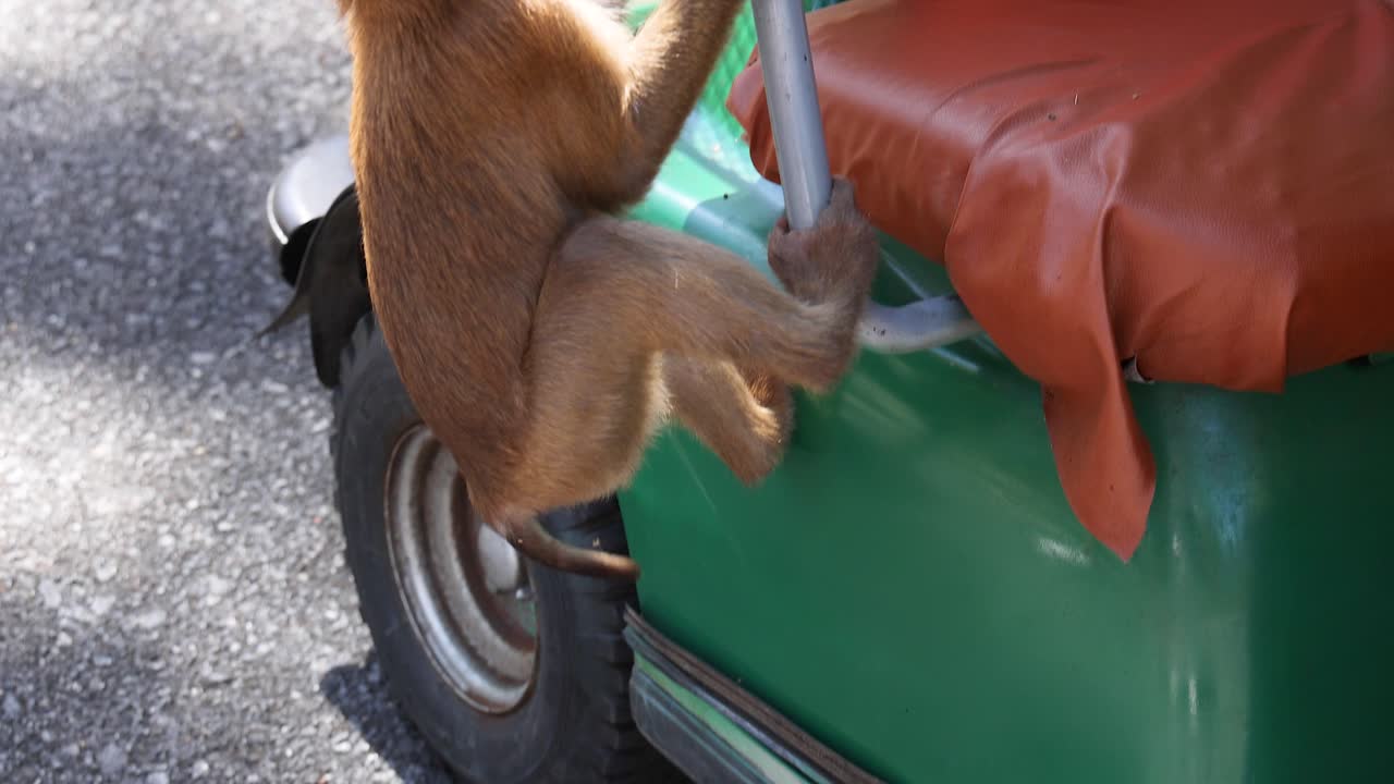 un mono juguetón explora un vehículo estacionado en el punto de vista de khao rang, phuket, mostrando curiosidad e interacción en un entorno al aire libre soleado