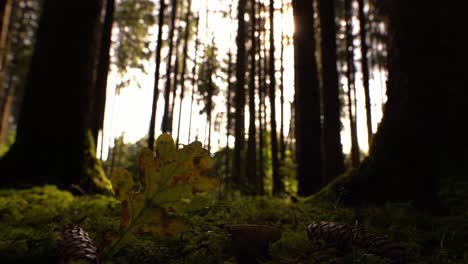 timelapse of a forest scenery in autumn