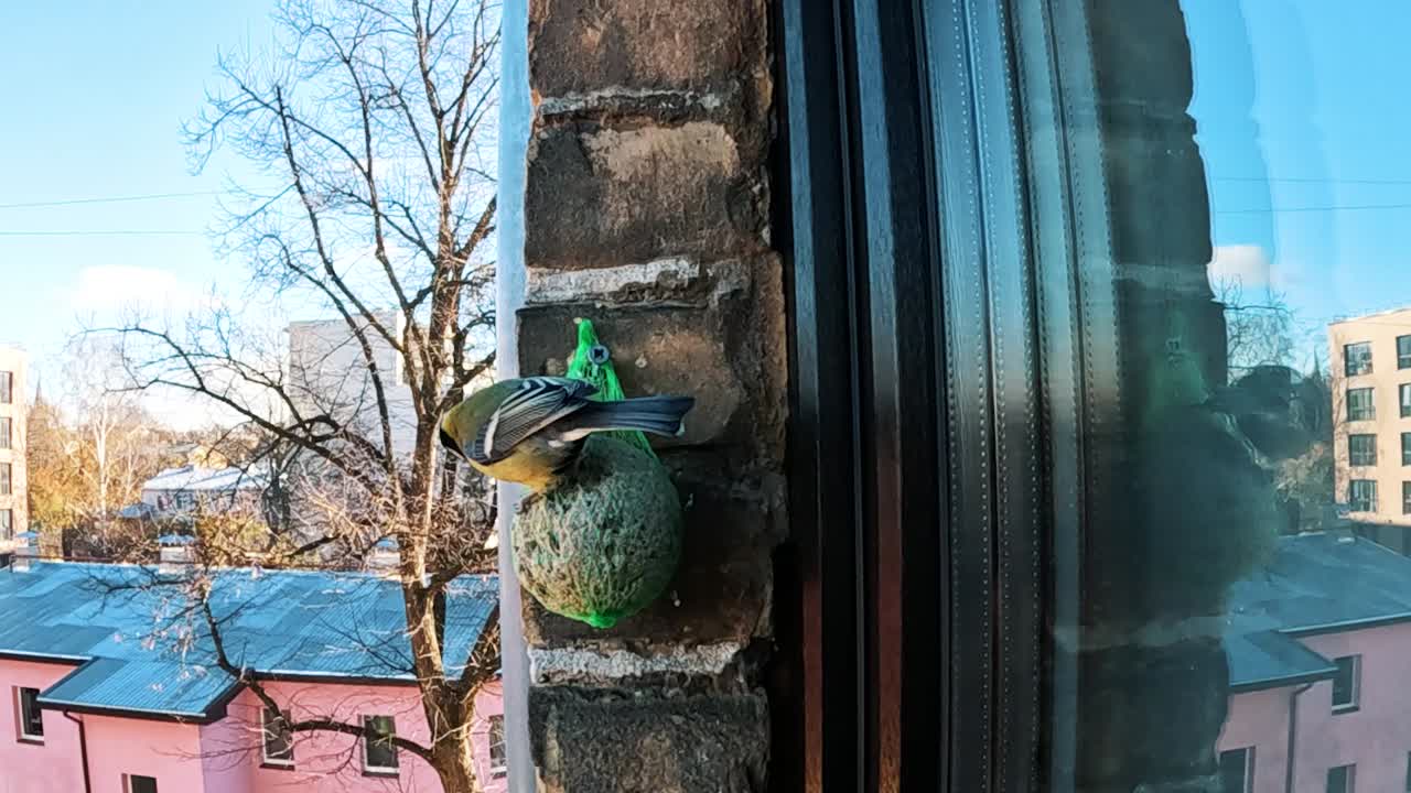 아름다운 큰 가슴이 뚱뚱한 공을 먹고, 슬로우 모션이 닫힙니다.