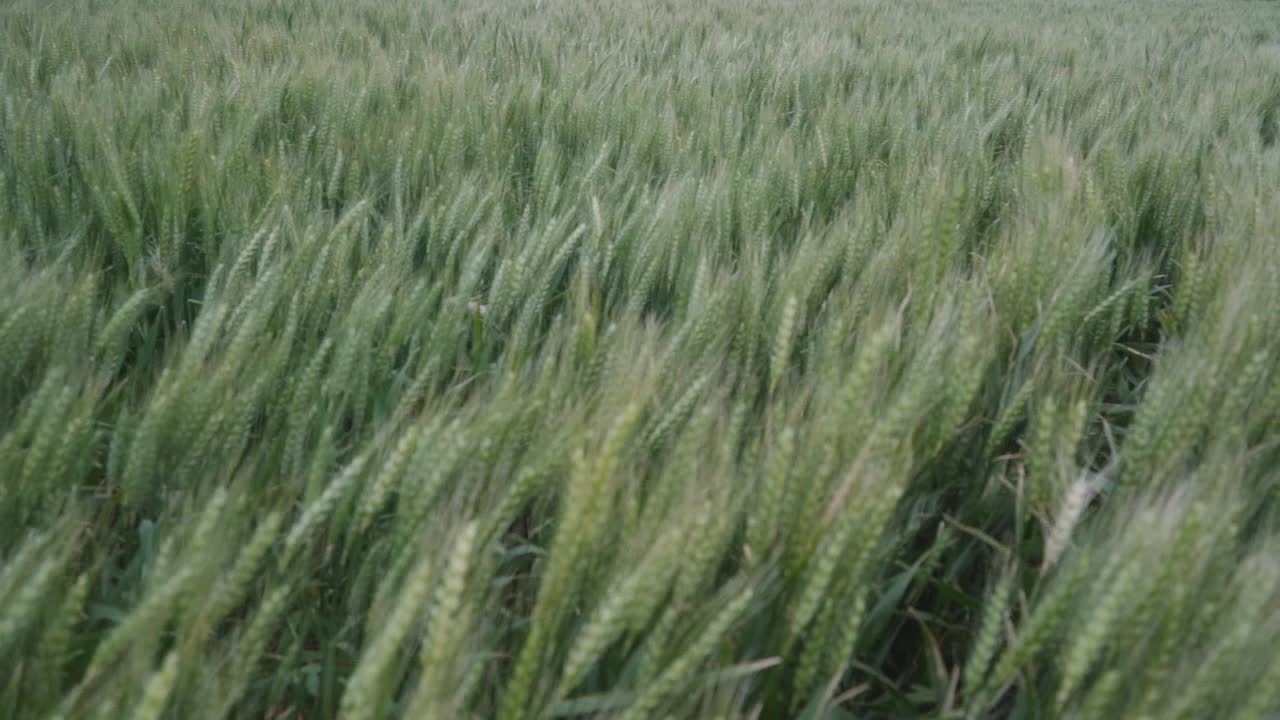 Wide-angle, panning view of a wheat field on a windy day. Slow-motion