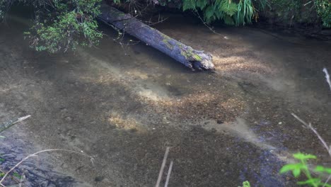 desove de trucha arco iris en un redd en un río rocoso poco profundo