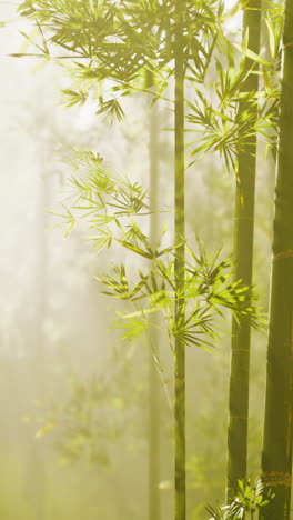 tranquil bamboo forest